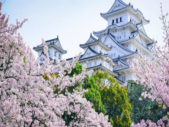 【绚烂樱花行】关西地区之大阪